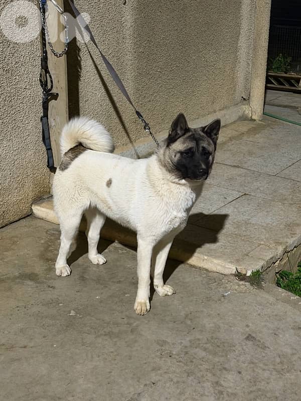 german shepherd & american akita 3