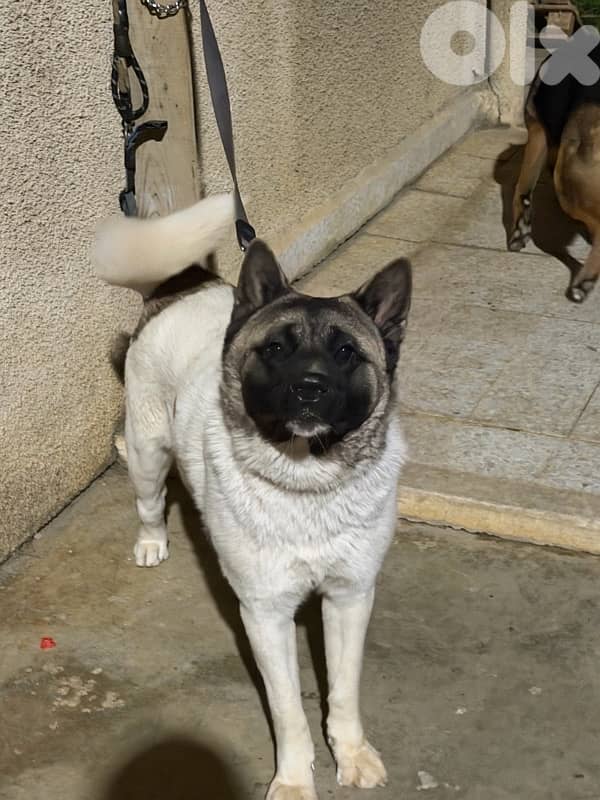 german shepherd & american akita 4