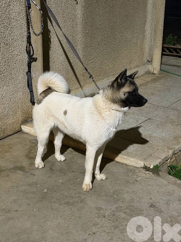 german shepherd & american akita 5