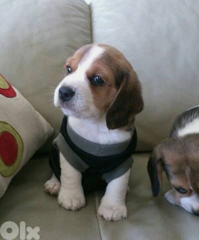 beagle puppies love