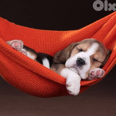 BEAGLE puppies / Delivery