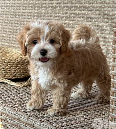 Toy Cavapoo imported