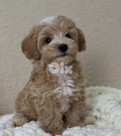 Cavapoo Toy size imported