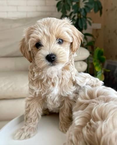 Mini Labradoodle Cream Imported