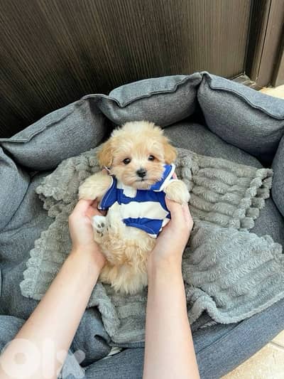 Toy Maltipoo Imported