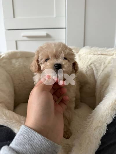 Toy Maltipoo imported love