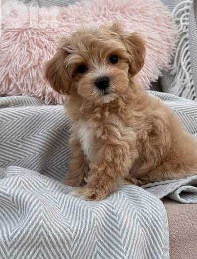 Mini Goldendoodle imported