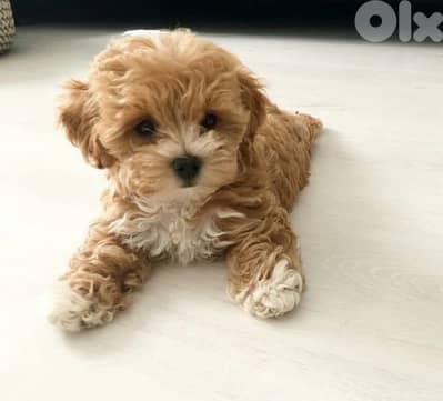Maltipoo brown imported