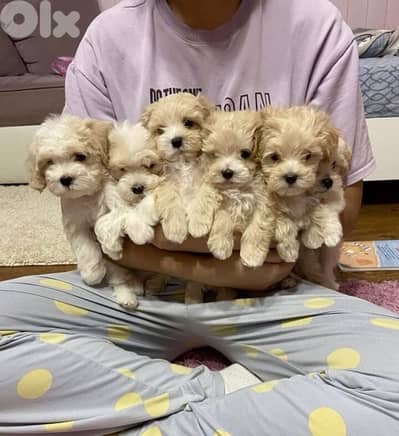 Maltipoo cream puppies imported