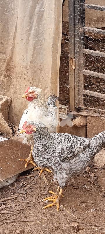 ٥ ديوك للبيع لي بهمو امر