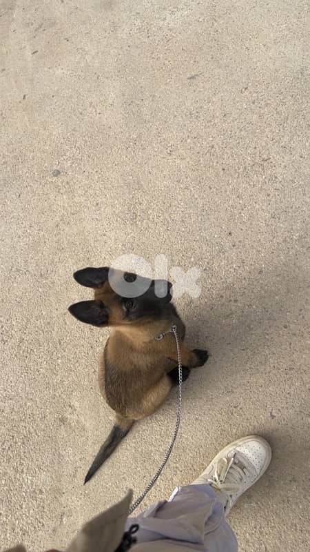 pure malinois 3months old 1