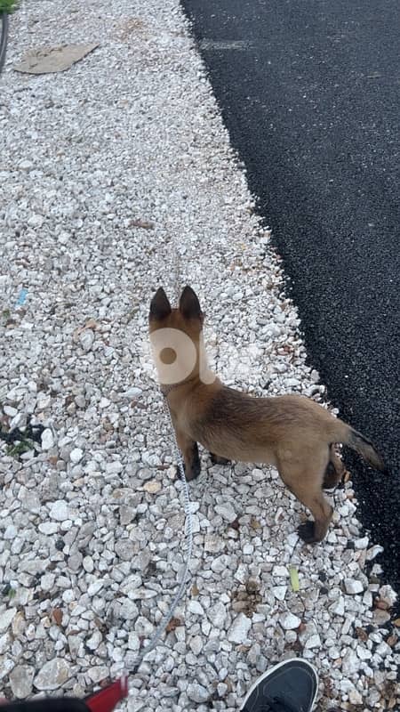 pure malinois 3months old 2