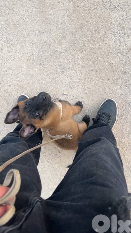 pure malinois 3months old 3