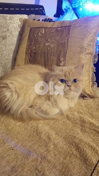 طريق الجديدة