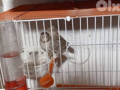 كنرات كلا تربية بيت