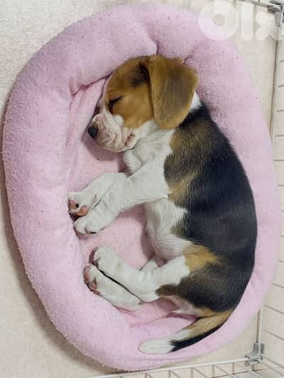 beagle for sale