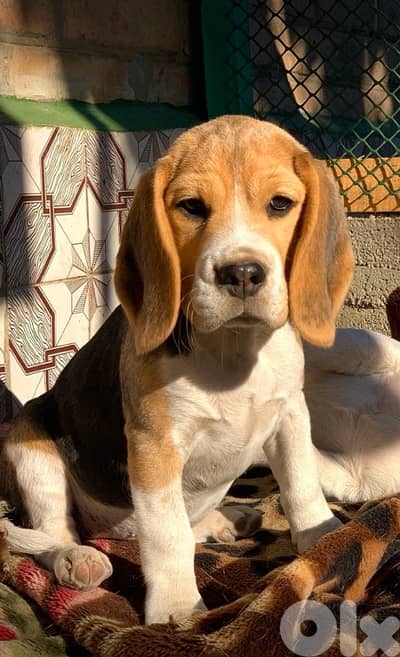 beagle puppy