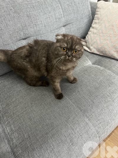 scotsh fold kitty 5 months old