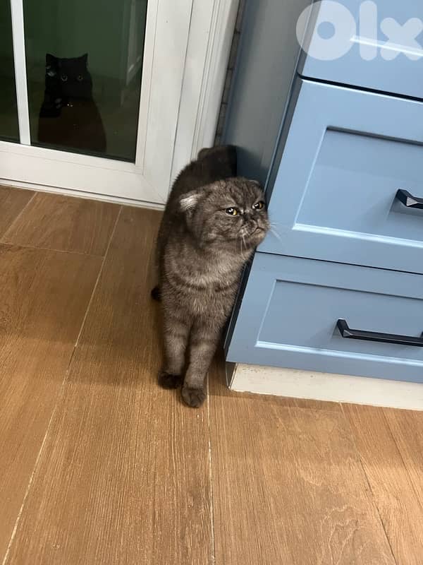 scotsh fold kitty 5 months old 1