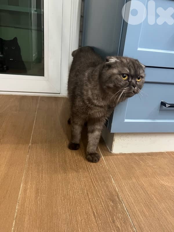 scotsh fold kitty 5 months old 3