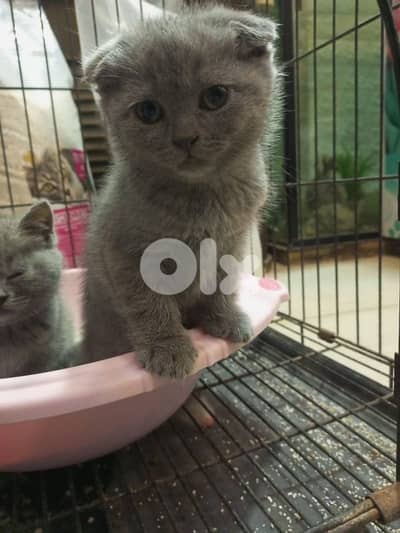 للبيع انثى سكوتش وأنثى بريتيش