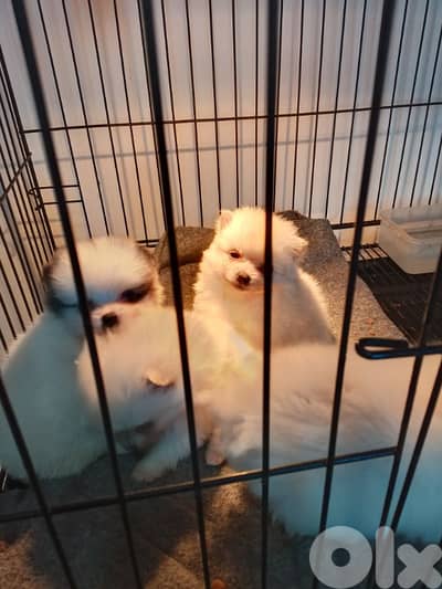 Pomeranian spitz male and female vaccine available 70993656