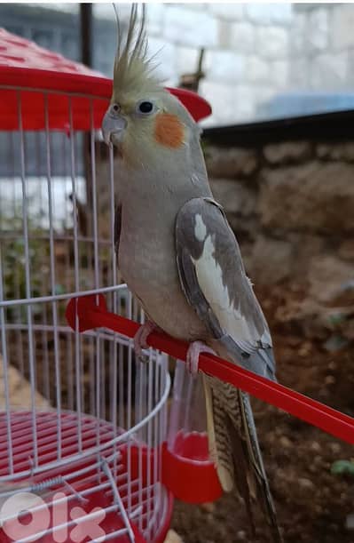 كسروان ،سهيلة