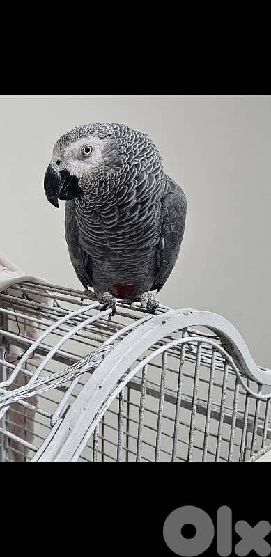 جواز بغبغات كاسكو جاهزين للزواج ومطلعين فراخ 71016321