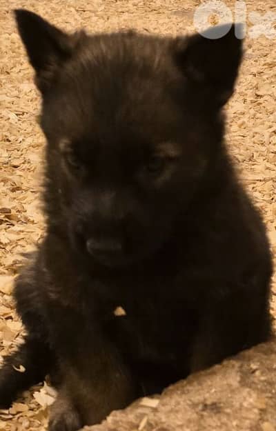 Puppies German shepherd  working sable