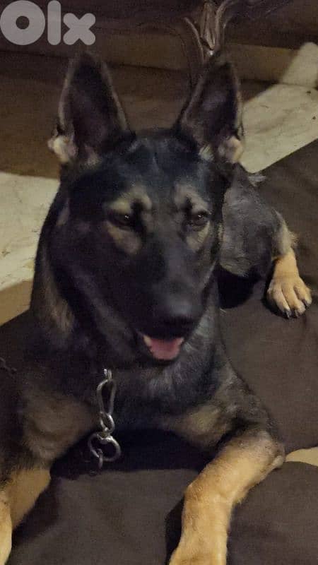 Puppies German shepherd  working sable 1