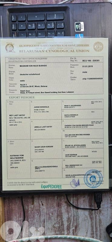 Puppies German shepherd  working sable 2