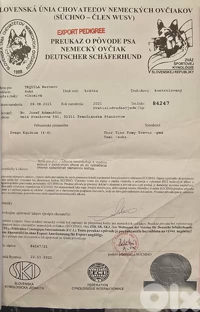 Puppies German shepherd  working sable