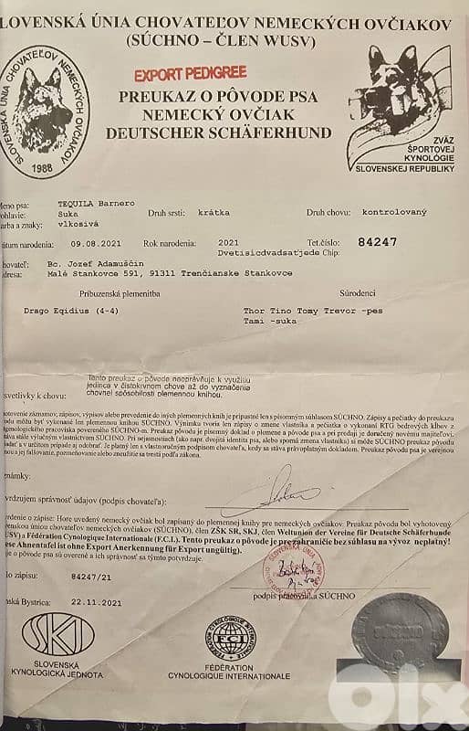 Puppies German shepherd  working sable 3