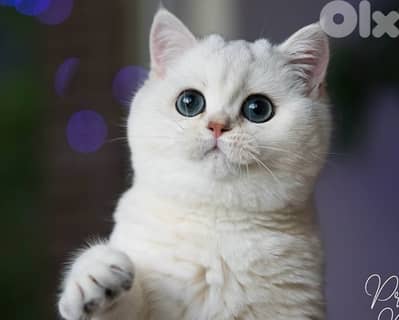 silver chanchilla 70485808