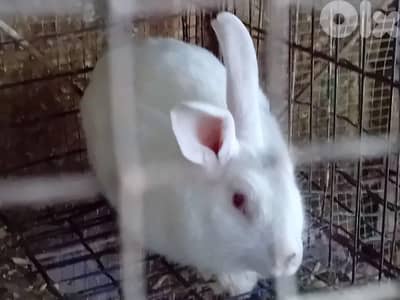 ارانب للبيع