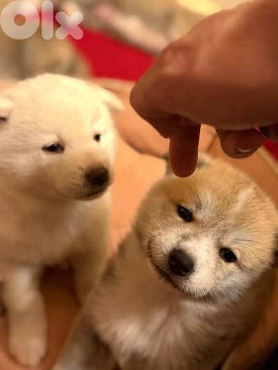 Japanese akita (big size- pedigree)