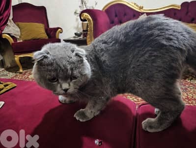 Scottish fold