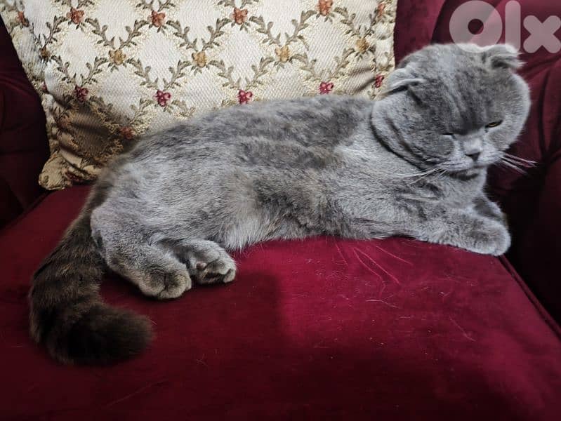 Scottish fold 1