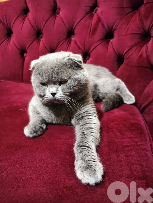 Scottish fold 2