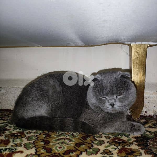 Scottish fold 3