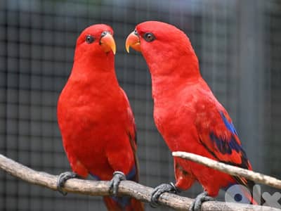 Moluccan Red lories