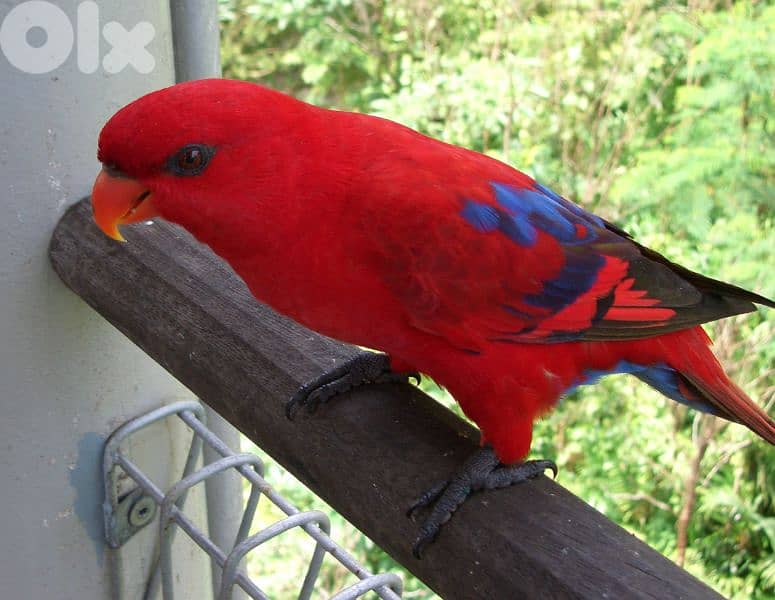 Moluccan Red lories 1