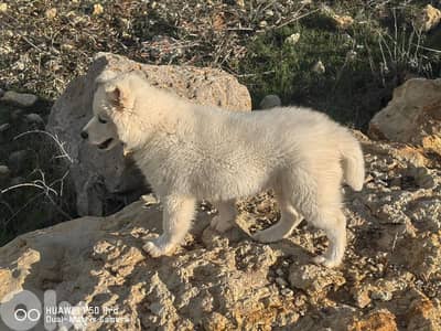 لبقاع الغربي
