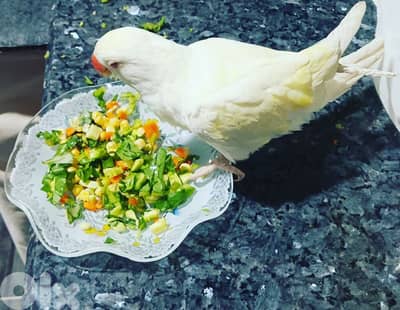 ring neck /ذكر وانثي