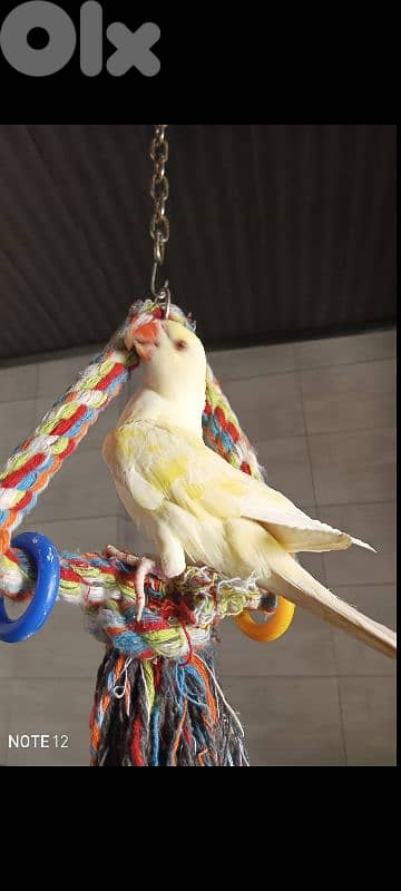 ring neck /ذكر وانثي 1