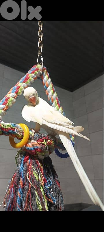 ring neck /ذكر وانثي 2