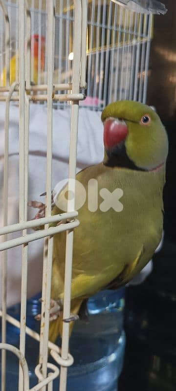 ring neck /ذكر وانثي 4