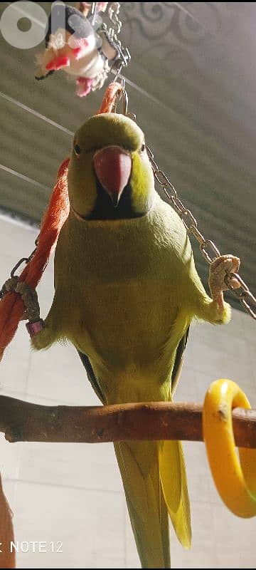 ring neck /ذكر وانثي 5