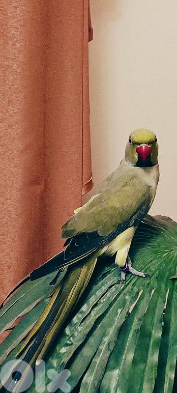 ring neck /ذكر وانثي 6