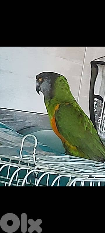 ring neck /ذكر وانثي 7